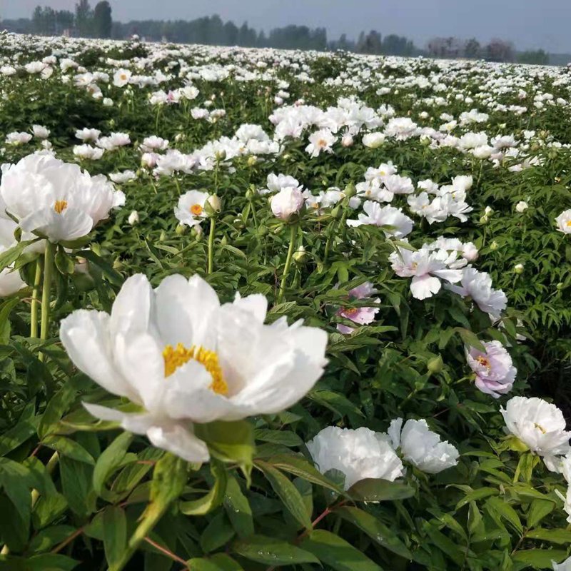 河北油牡丹产业：一场绿色能源与可持续发展的盛宴