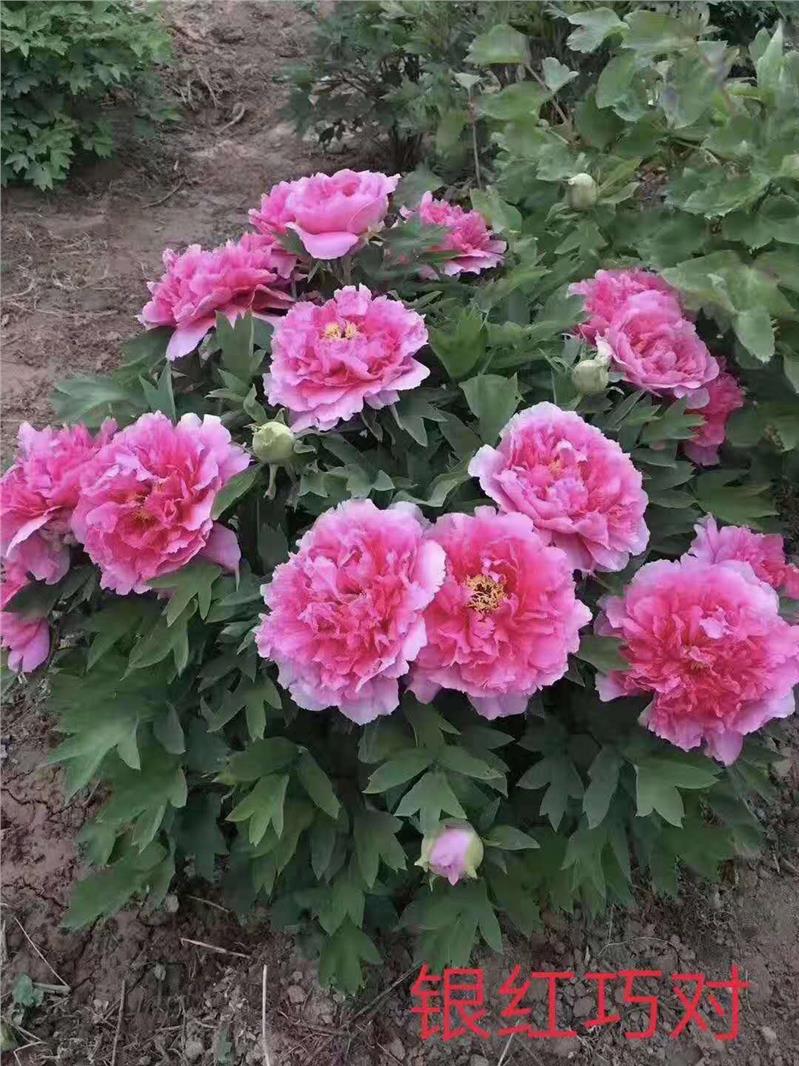 油用牡丹产业：从种植到深加工的新动态
