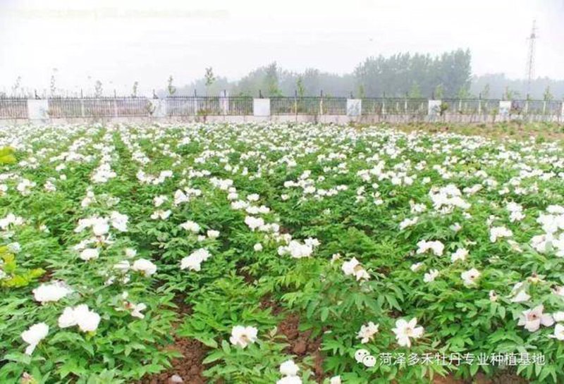 河北油牡丹产业:一场绿色能源与可持续发展的盛宴