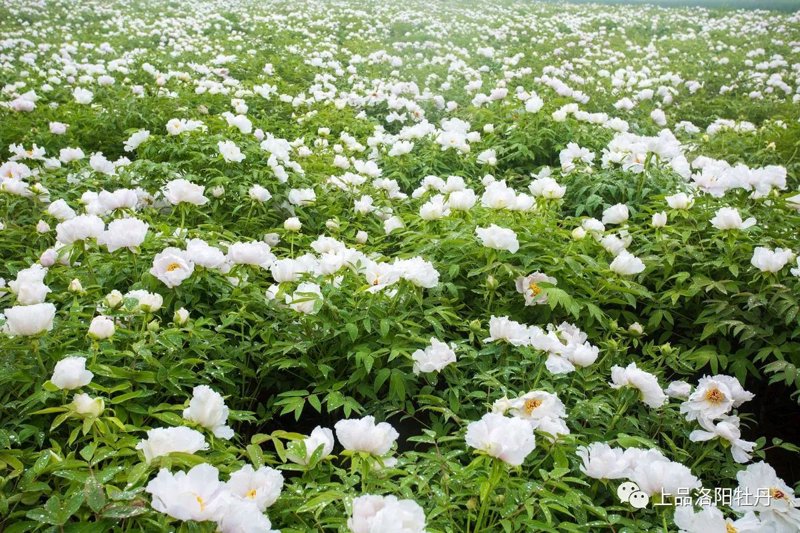 油用牡丹