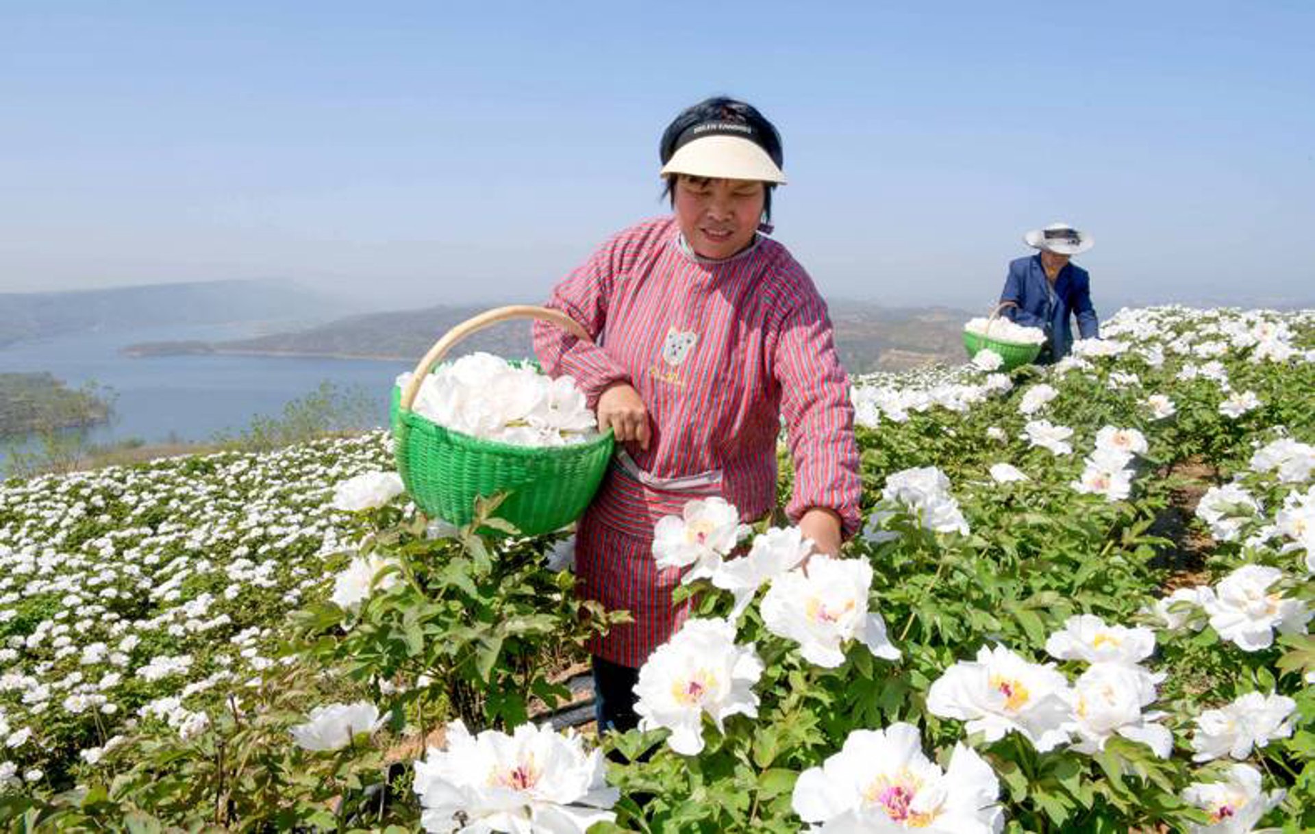 聚霖油牡丹